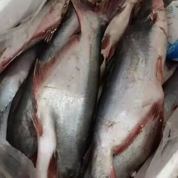 5折 ca saba 新鲜巴沙鱼 湄公鱼火锅烧烤 1500克整条nguyen con 1份