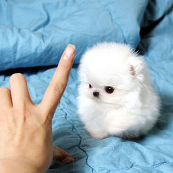 纯种博美犬幼犬活体狗的茶杯犬博美幼崽纯白色宠物狗萌系俊介犬a级 图片价格品牌报价 京东 纯种博美犬幼犬活体狗的茶杯犬博美幼崽纯白色宠物狗萌系俊介犬a级 图片价格品牌报价 京东