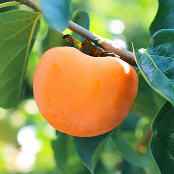 【新和镇馆】 柿子2/4斤当季新鲜水果软糯糖心金钱蜜小柿子 大果30枚