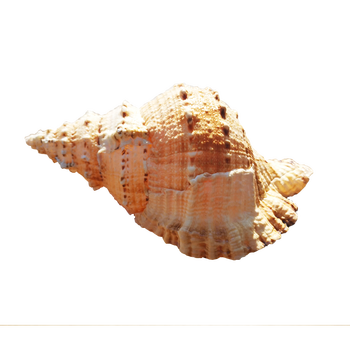 天然真海螺贝壳摆件工艺品鱼缸造景海的声音特大号角可吹玩具深海赤兔