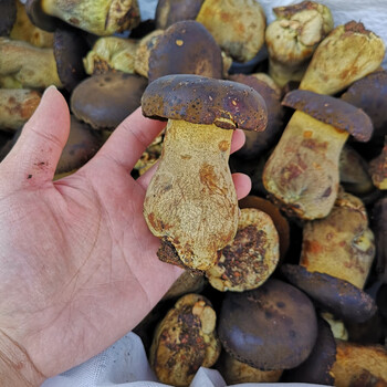 新鲜黑牛肝菌 1斤装云南特产香味足酒店菌菇【图片 价格 品牌 报价】