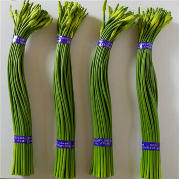 新鲜白冒蒜苔真空蒜薹蒜苗蒜毫山东白苞品种捆装白苔40cm250克x4捆
