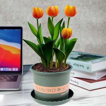 郁金香苗栽好发货带盆土进口球耐寒花卉风信子带芽当年花苞开花苗