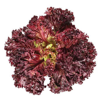 生菜苗秧苗大叶速生四季生菜幼苗抗秋冬蔬菜种子水培盆栽 紫叶生菜苗