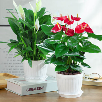 蝴蝶之舞红掌白掌盆栽植物室内花卉好养土培一帆风顺大盆水养四季常青绿植红掌 白掌 木桶盆 含盆 图片价格品牌报价 京东