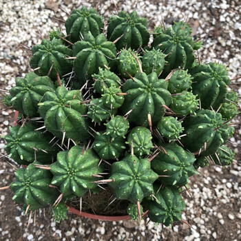 火麒麟桦烛麒麟小九子大戟科块根植物观赏性阳台盆栽易养护 火麒麟大