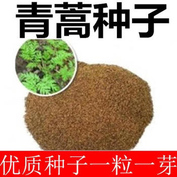 新采青蒿种子青蒿种子草蒿种子香蒿种子苦蒿种子药材青蒿种子一斤 图片价格品牌报价 京东