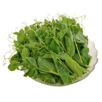 豌豆尖当季新鲜现摘豌豆苗龙须菜豌豆颠汤火锅农家蔬菜1.