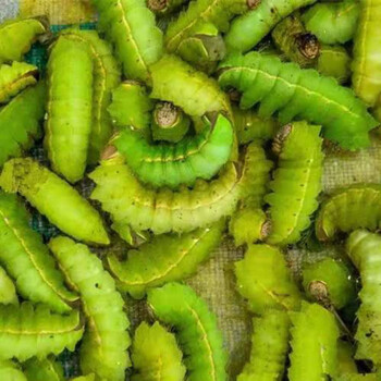 东北特产东北蚕蝉茧大青虫神仙蝉蛹青蚕大绿蚕柞蚕绿蚕肉1500g 份 图片价格品牌报价 京东