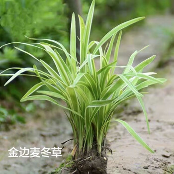 吉祥草观音草紫衣草室内外阳台盆栽土栽水培好养耐寒四季常青绿植金边