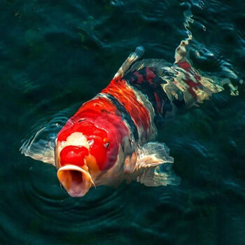 朴彩大型锦鲤活体纯种日本红白昭鱼苗招财风水冷水金鱼观赏鱼活鱼 75