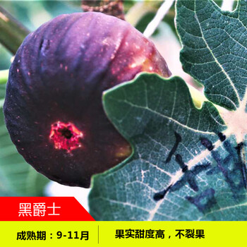 树果苗矮化盆栽地栽四季种植当年结果新疆波姬红无花果苗树 黑爵士