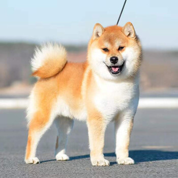 日本柴犬原种引进血统柴犬成犬繁殖组 种母(引进)