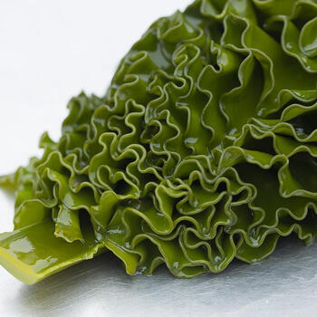 荣成盐渍海木耳新鲜海灵芝裙带菜孢子叶螺旋藻海白菜火锅食材 brangdy