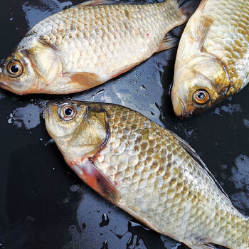 微山湖生态鲫鱼自然生长活体草鱼现杀水产土鲫鱼500g净膛现捕鲜活现杀