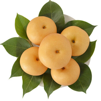 山东莱阳 秋月梨 大果 生鲜 新鲜水果 秋月梨5斤装