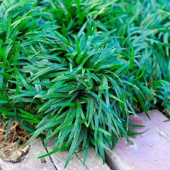 昂景日本矮麦冬玉龙草花园植物四季常青长不高草苗庭院别墅绿化耐践踏