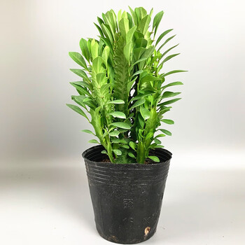 巴西龙骨沙漠将军粉黛金麒麟五指山锦盆栽将军掌玉衣龙骨室内客厅桌面