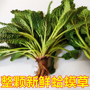 新鲜癞蛤蟆草蟾蜍草荔枝草皱皮菜雪见草干品中药材现挖 2斤新鲜蛤蟆草