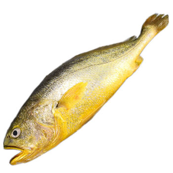 东海特大黄花鱼新鲜海鲜鲜鱼类水产鲜活海鱼大黄鱼冷冻鱼2条装大黄鱼9