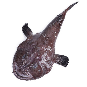 新鲜安康鱼海捕鲜活鮟鱇鱼海鲜水产灯笼鱼丑鱼蛤蟆鱼