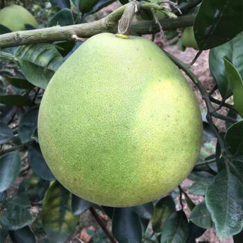 四川南充脆香甜柚子树苗柚子苗沙田柚苗柚子树嫁接苗地栽南方种植吉百灵6年苗结果多 当年结果备注品种 70cm 含 79cm 含 图片价格品牌报价 京东