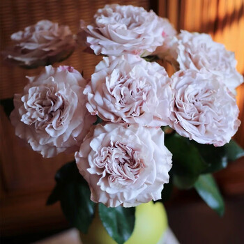 云南鲜花基地直发荔枝玫瑰直发20支家用插花水养昆明基地直批空运