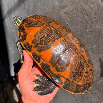 乌龟活物活体乌龟活体 火焰龟苗红火腹火焰龟 可深水 御聚源龙配鱼龟 清洁龟 观赏宠物 吃菜 吃鱼粪龟 5.5斤-6斤 火焰龟