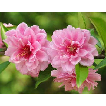 庭院观赏桃花树苗红叶碧桃树苗紫叶碧桃苗工程绿化苗紫叶桃别墅小区