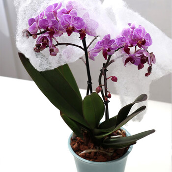 一枝 安祖蝴蝶兰 圣地亚哥santiago一株2梗条纹粉蝴蝶兰花卉兰花办公