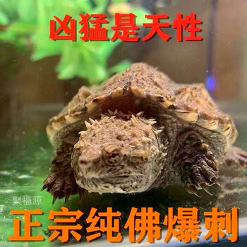 爆刺X佛鳄纯佛杂佛鳄苗宠物小鳄佛罗里达乌龟活物北美小鳄御聚源异宠活体 5-6厘 1只公(霸气)