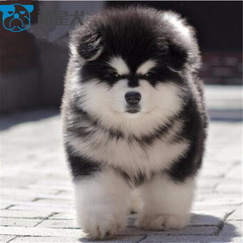 萌星犬 活体阿拉斯加宠物狗狗幼犬 巨型犬阿拉雪橇犬熊版十字脸灰桃 烟灰色巨大犬阿拉斯加宠物狗狗阿拉福利款公 图片价格品牌报价 京东 萌星犬 活体阿拉斯加宠物狗狗幼犬 巨型犬阿拉雪橇犬熊版十字脸灰桃 烟灰色巨大犬阿拉斯加宠物狗狗阿拉福利款公 图片价格品牌报价 京东
