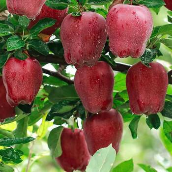甘肃天水花牛装苹果新鲜当季糖心非红富士平安果3斤6570mm