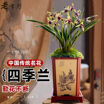 艾莹有香味的兰花苗 建兰金尊红颜 四季兰带金边室内阳台花卉盆栽绿植 金尊红颜4苗配黑硬塑盆土肥