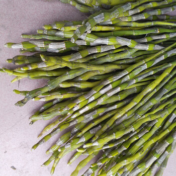 新鲜4年 山里石头上贵州赤水金钗石斛鲜条枝枫斗新鲜金钗自产自销