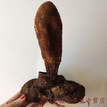 中药材干品云南锁阳 顶天柱 续阳草500克泡酒泡水