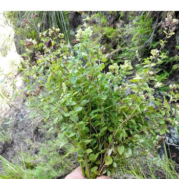 虎钢馋四川南充香炉茶香浓茶香茹茶香龙笼茶养生花草茶叶