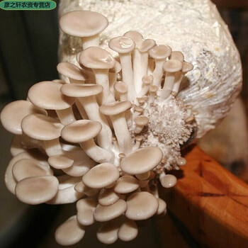 秀珍菇(袋装)【图片 价格 品牌 报价】-京东