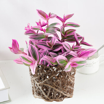 德骊嘉油画婚礼吊兰大棵多肉锦紫露兰桌面花卉室内阳台绿植盆栽水培