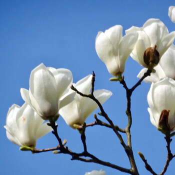 玉兰花树苗大型庭院种植树木红玉兰紫玉兰白玉兰盆栽绿化苗风景树白玉兰1厘米粗不含盆 图片价格品牌报价 京东 玉兰花树苗大型庭院种植树木红玉兰紫玉兰白玉兰盆栽绿化苗风景树白玉兰1厘米粗不含盆 图片价格品牌报价 京东