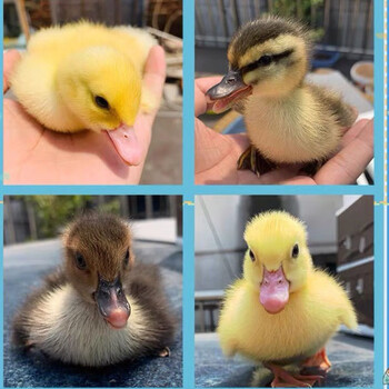 zxc宠物活物小黄鸭网红活体小鸭子小萌鸭包活到家儿童玩伴宠物柯尔鸭