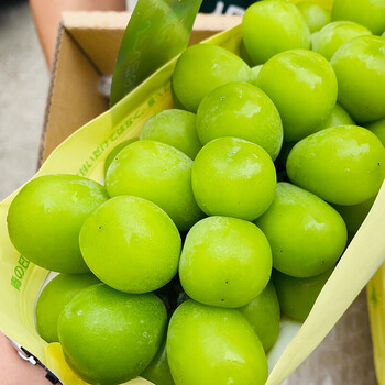 顺丰空运阳光玫瑰葡萄新鲜水果孕妇水果4斤装脆香甜整串大颗粒无籽