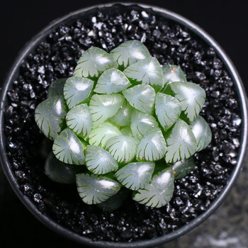 十二卷属多肉植物盆栽肉肉新手植物办公室创意花卉绿植 潘氏冰灯