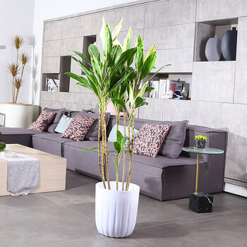 玫稻绿植室内阳台盆栽大型客厅办公室绿植红叶朱蕉室内窗台观叶大植物