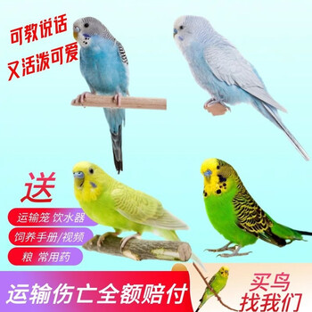 冰海精灵—异宠活体商品|高品质与多样性的首选品牌