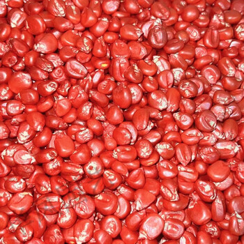 细辛迪卡008杂交玉米种子抗倒矮杆玉米高产玉米种子大田春散称一斤