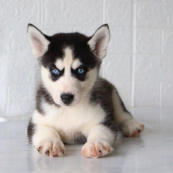 【30天保障】哈士奇幼犬幼崽活体二哈雪橇犬宠物狗狗哈士奇幼崽蓝眼睛