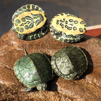 巴西龟活物 宠物小乌龟苗活体红耳观赏招财龟水龟杂食龟 5-6cm(好养)