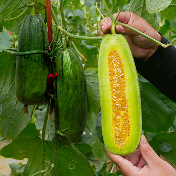 农之子菜瓜种子蔬菜瓜果种子花皮烧瓜农之子湘江一号青皮菜瓜种子3g5