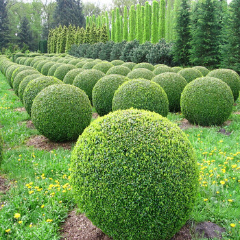 金叶女贞球树苗小区别墅道路庭院绿化工程金禾女贞球形树四季常绿灌木